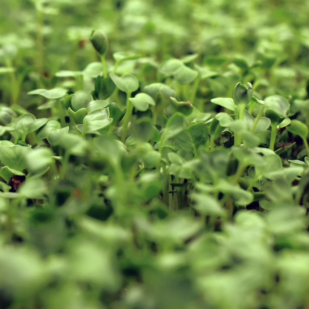Microgreens
